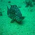 Mottled grouper - Image